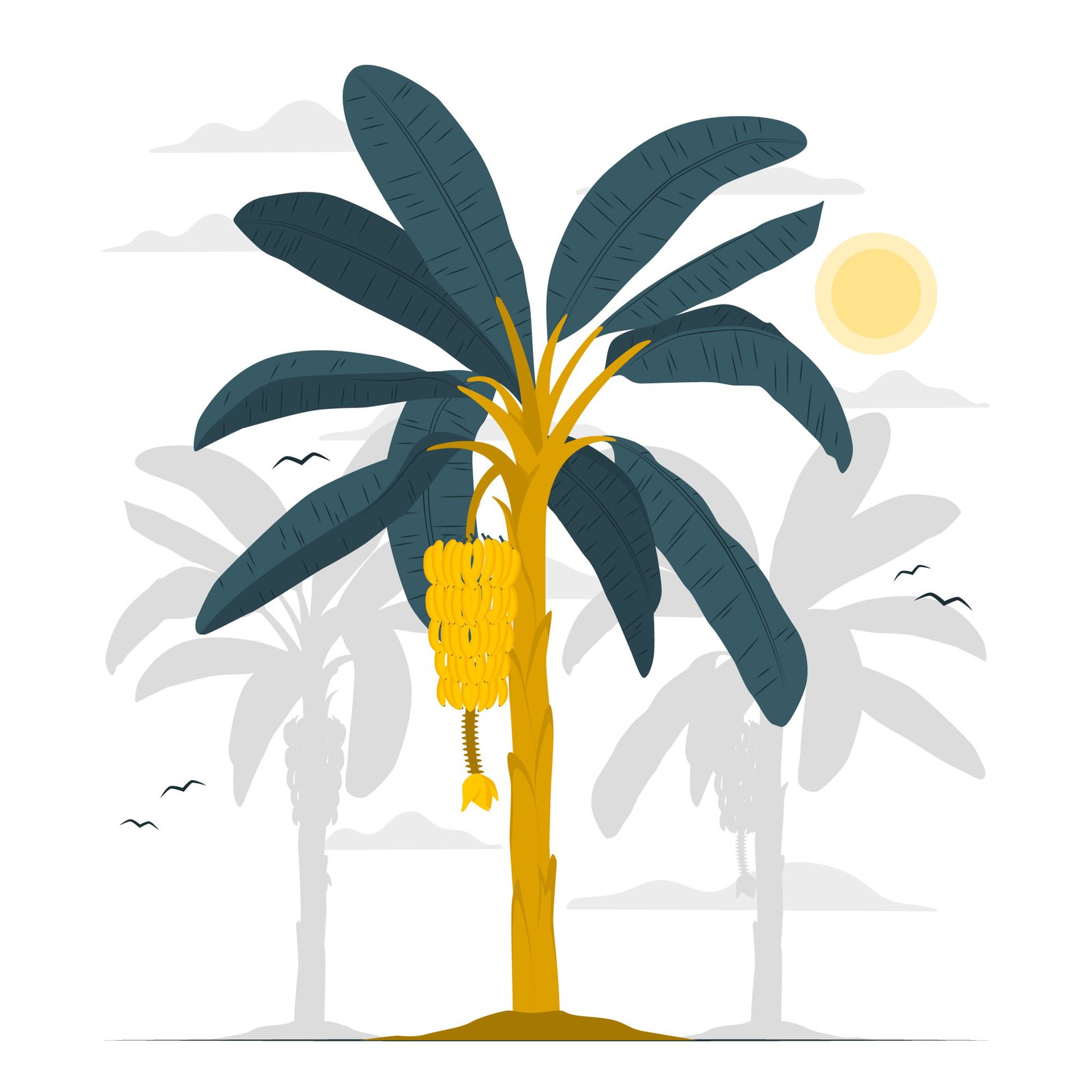 Blue Nile Banana seasonal harvest announcement