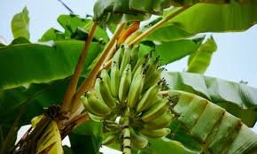 Fresh organic bananas from Blue Nile Banana farm