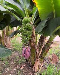 Community members working on Blue Nile Banana plantation