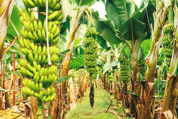 Blue Nile Banana farm with green banana trees