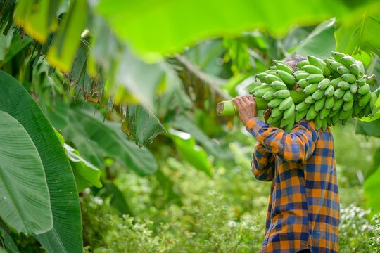 Farmers harvesting bananas at Blue Nile Banana