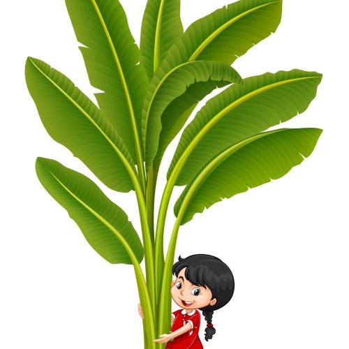 Close-up of green bananas growing on a tree